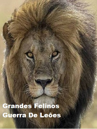 Coleo Digital Grandes Felinos, Guerra De Lees Documentrio Completo