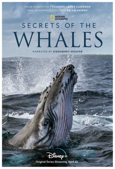Coleo Digital Segredos das Baleias Todas Temporadas Completo Dublado